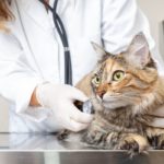 Ways To Stay Competitive as a Veterinarian